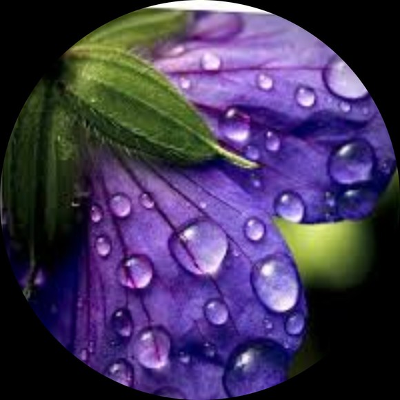 purpledrops